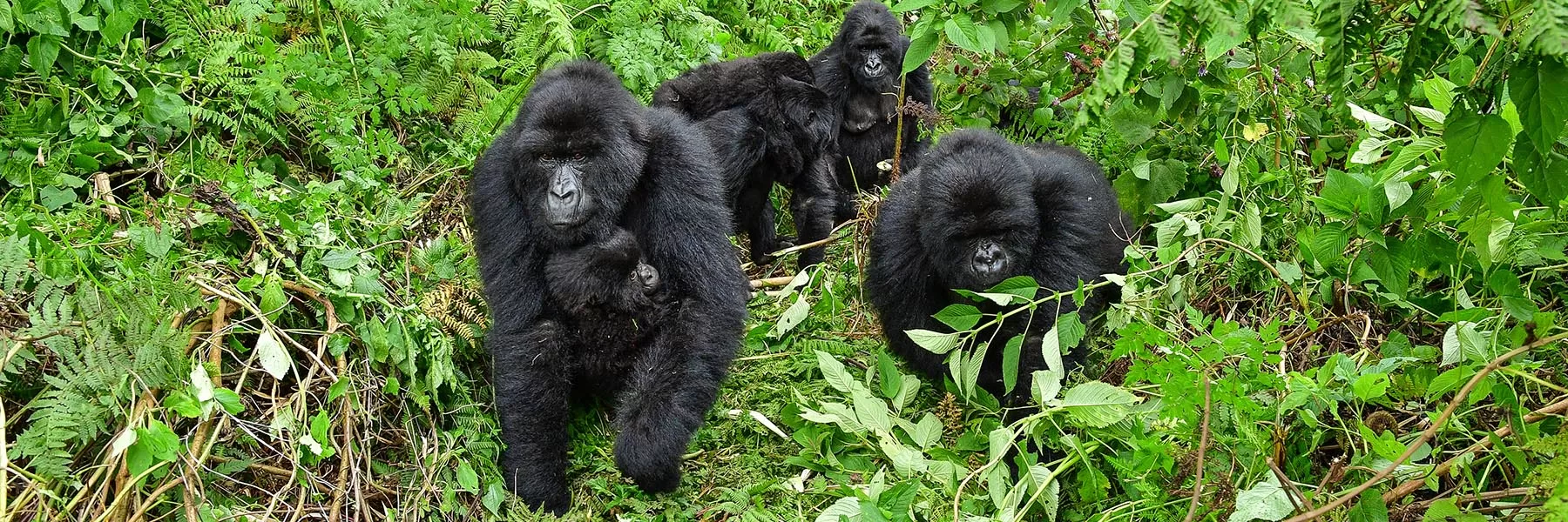 All about mountain gorillas