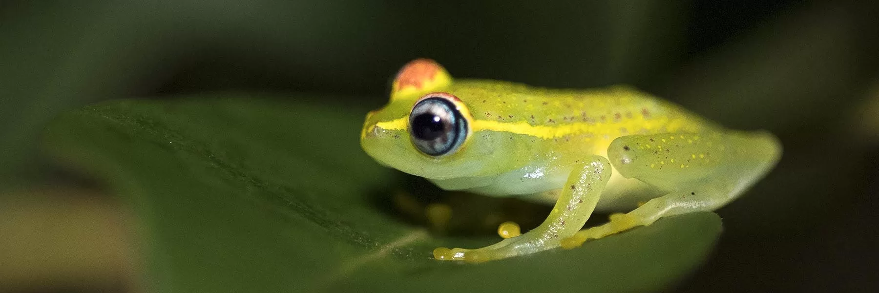 Top Frog Species Of Madagascar