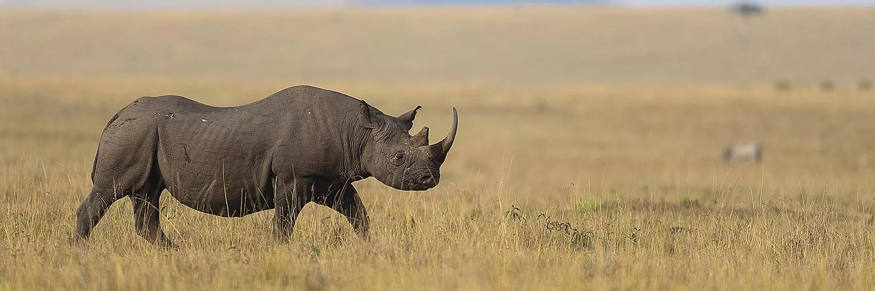 Rhino conservation of Kenya