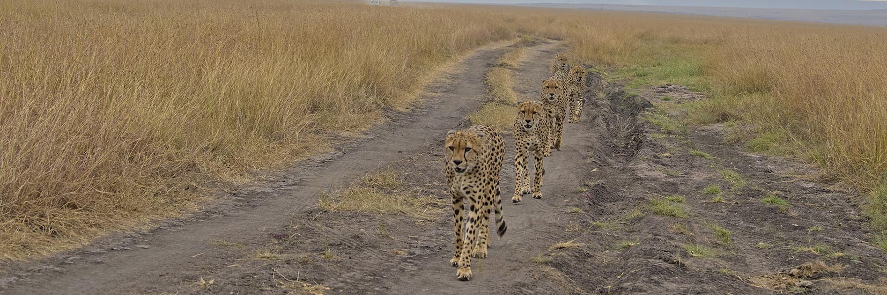 The Famous Five Brothers Of Maasai Mara