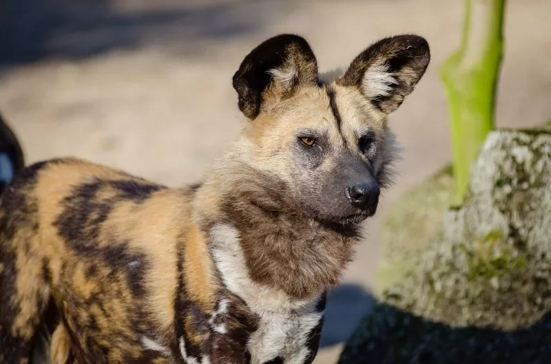 african wild dog