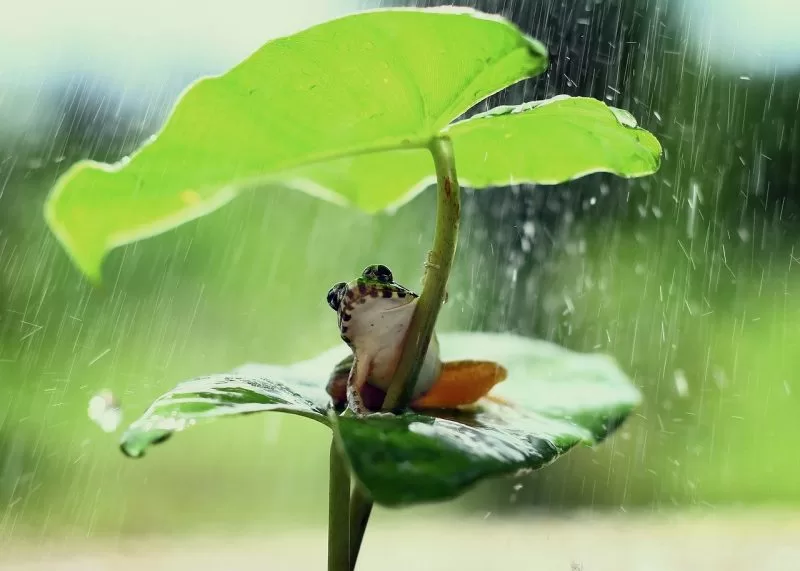 Frogs Of Madagascar 