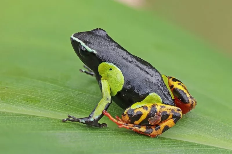 Variegated Golden Frog