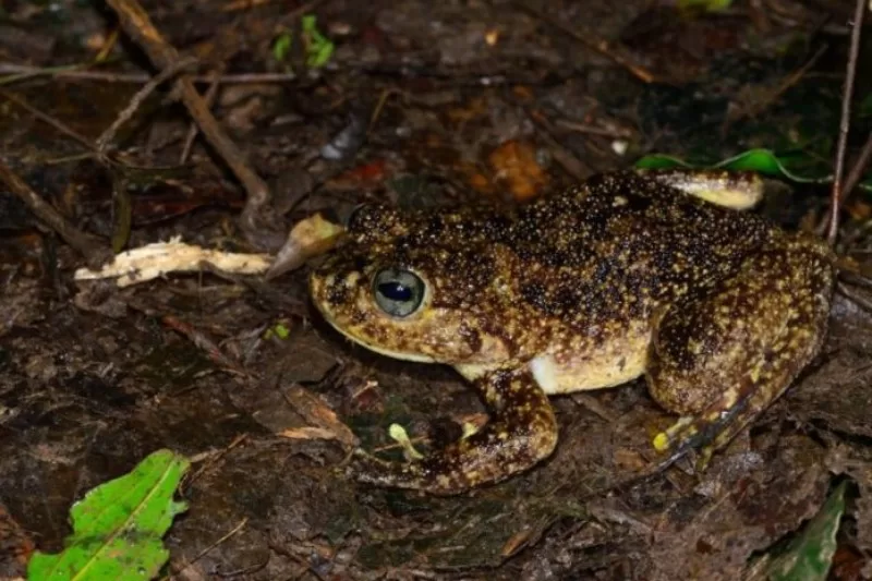Mantidactylus Radaka