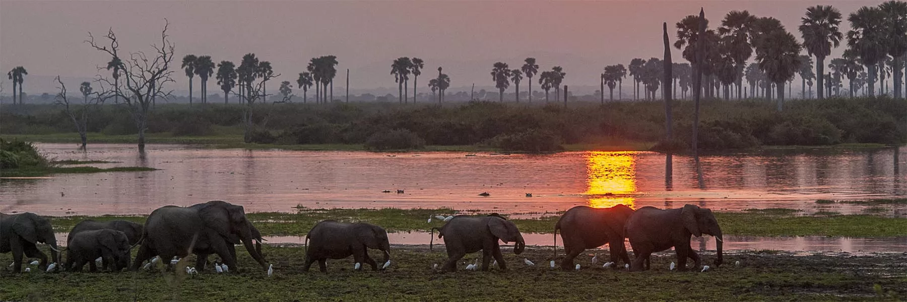 Wildlife in Selous National Park