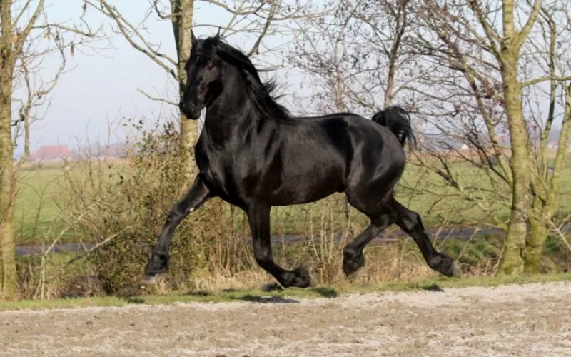The Shire Cross-Breed