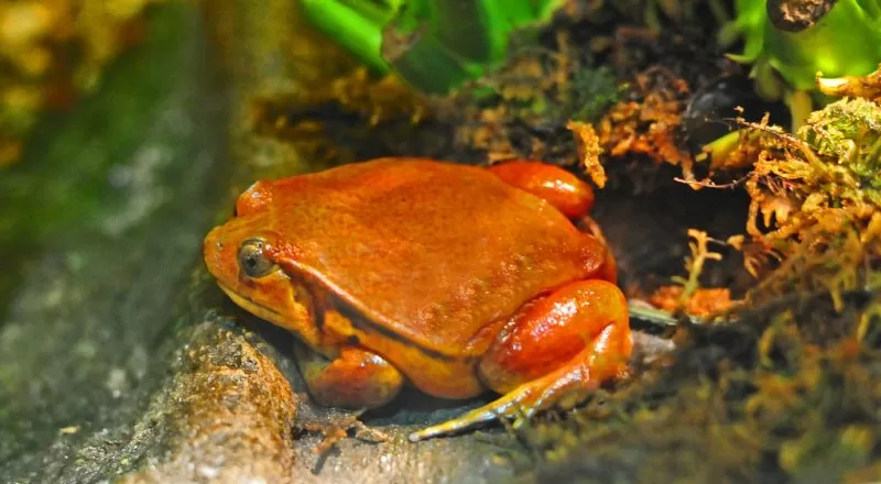 Tomato Frog
