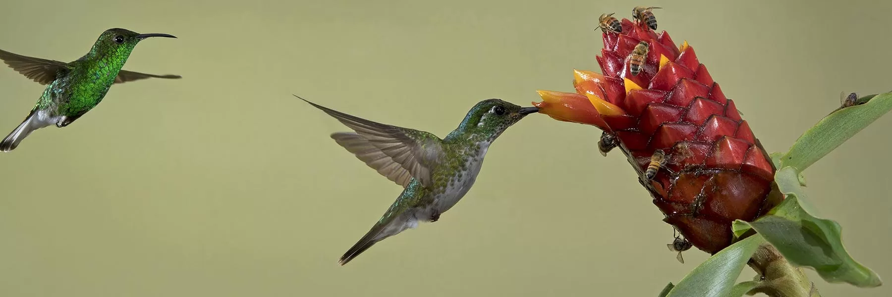 Famous birds of Costa Rica