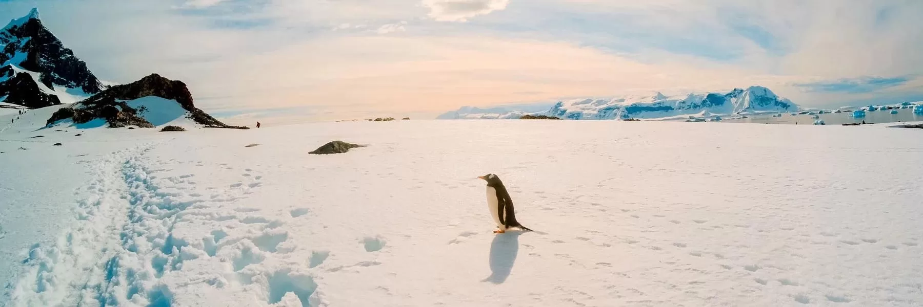 Penguin species of Antarctica