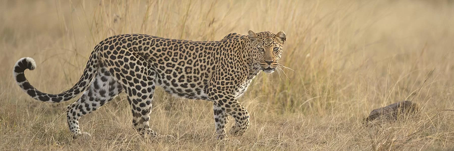 Best places for leopard in Africa