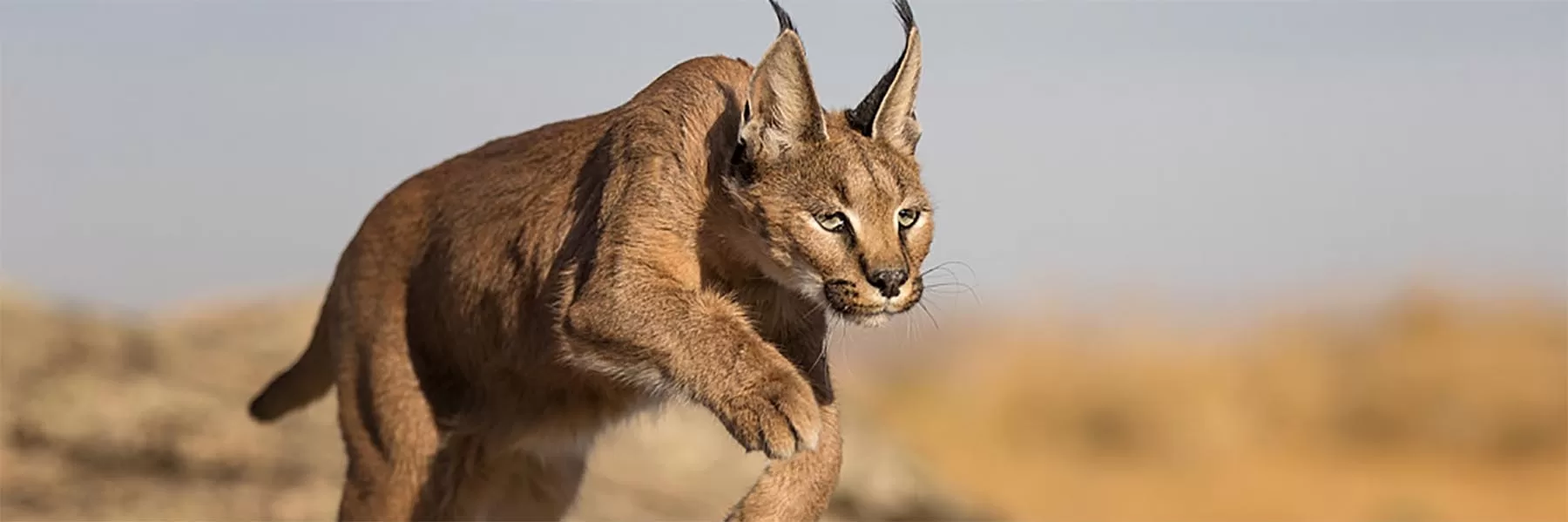 All about caracals