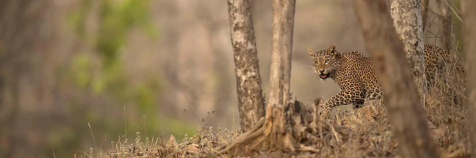 Best places for leopard in India
