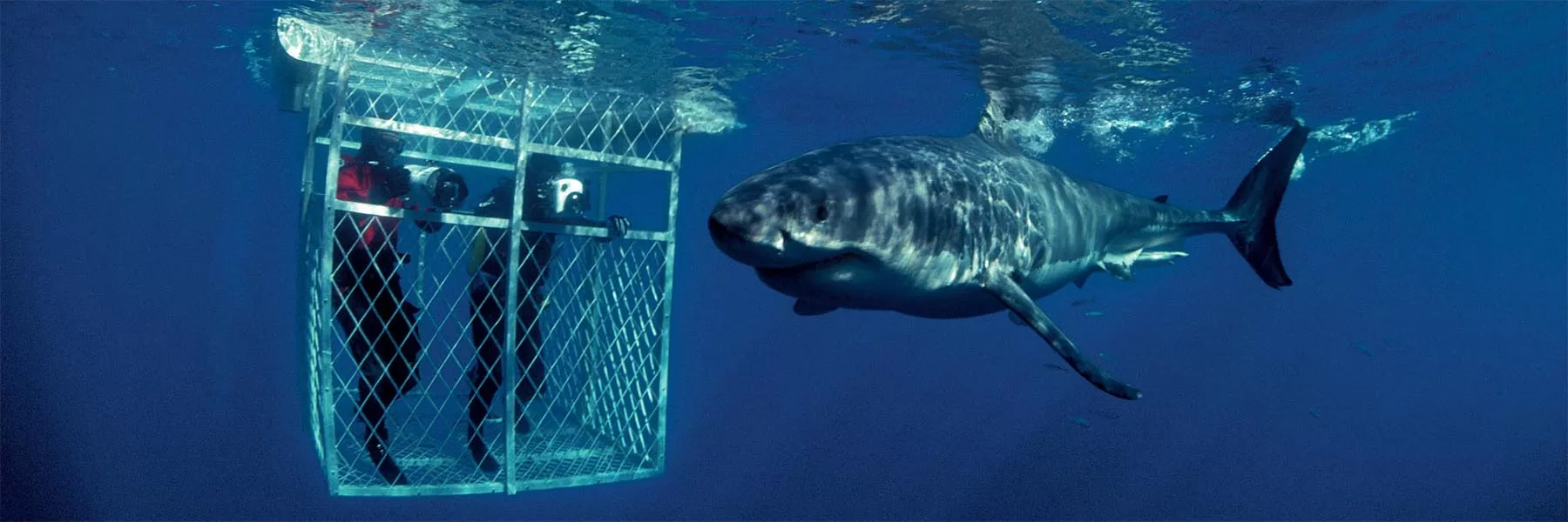 Shark cage diving in South Africa