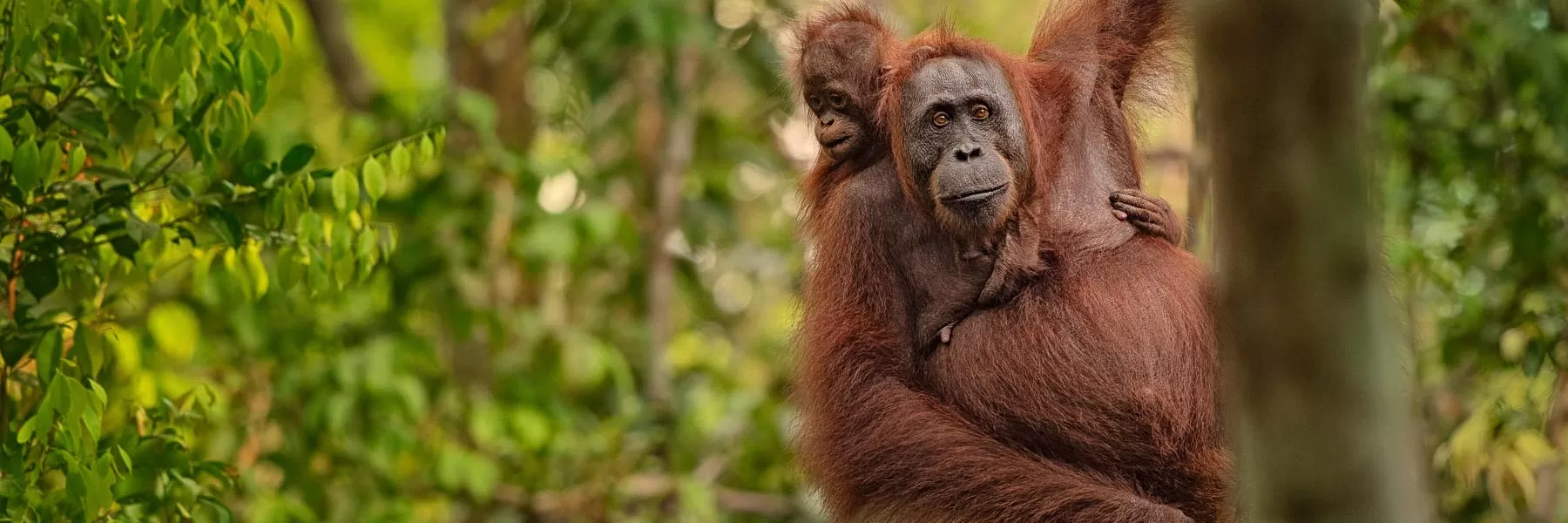 Where to find Orangutans in Borneo