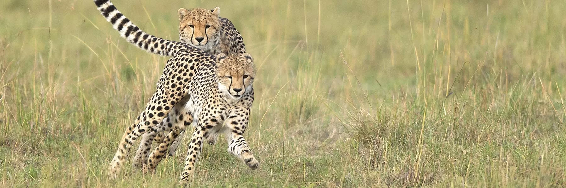 Best places for cheetahs in Africa