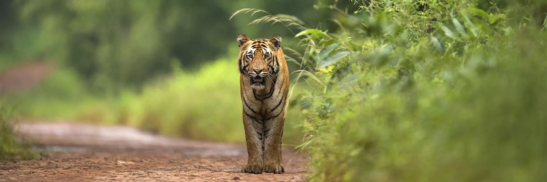 Ten lesser known tiger parks of India