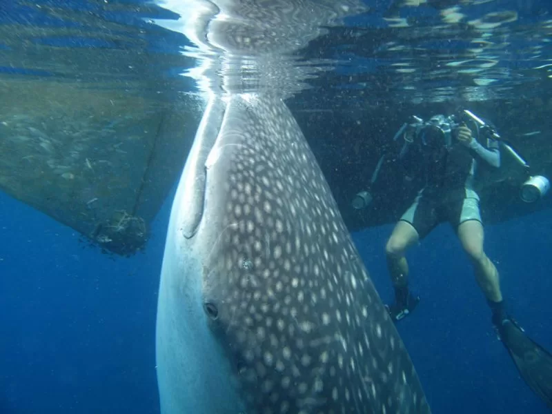 Top shark diving sites in the world