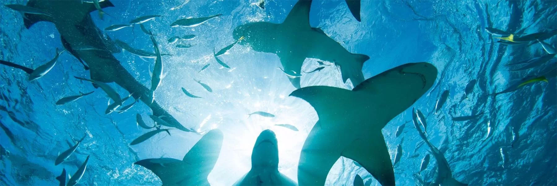 Top shark diving sites in the world