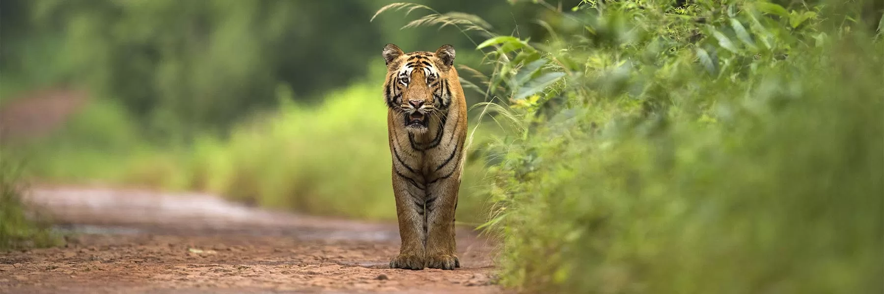 Tiger families of Tadoba National Park