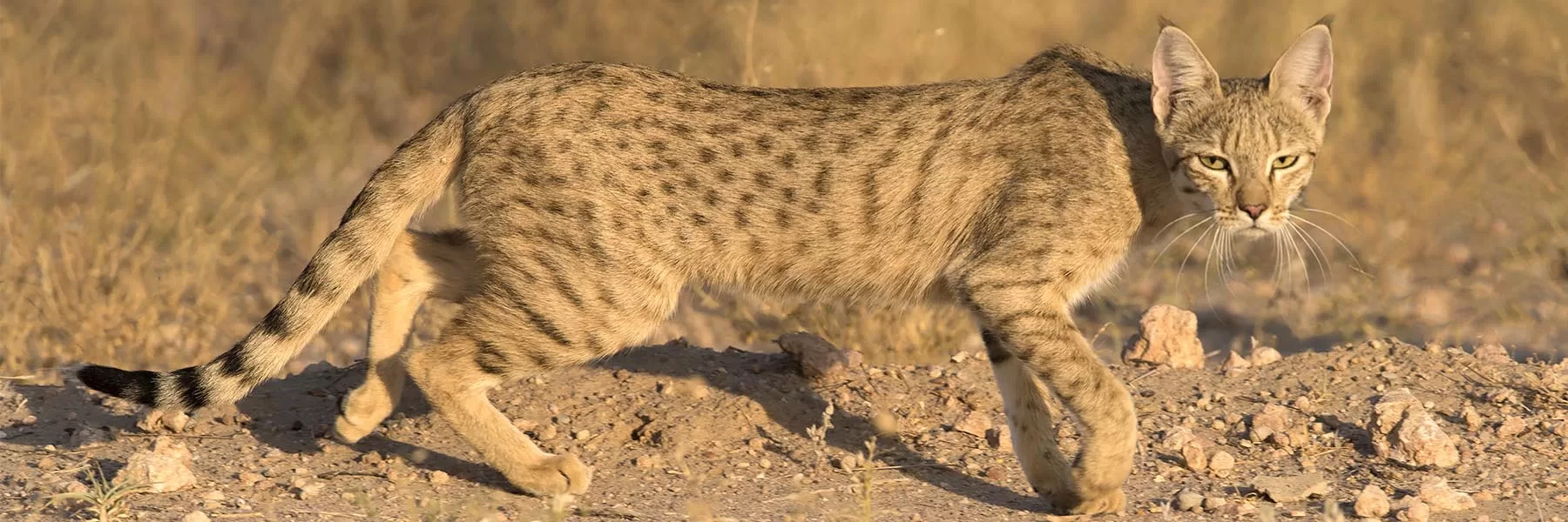 Small cat species of India