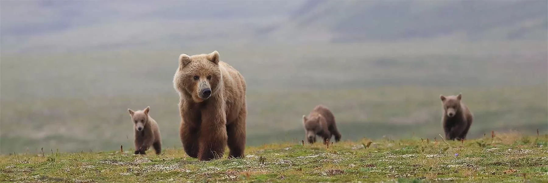 Best places to spot brown bears