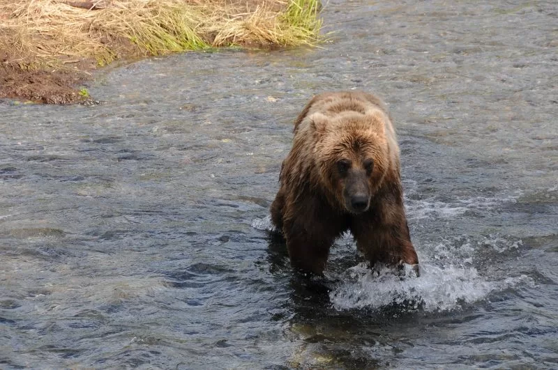 Best places to spot brown bears
