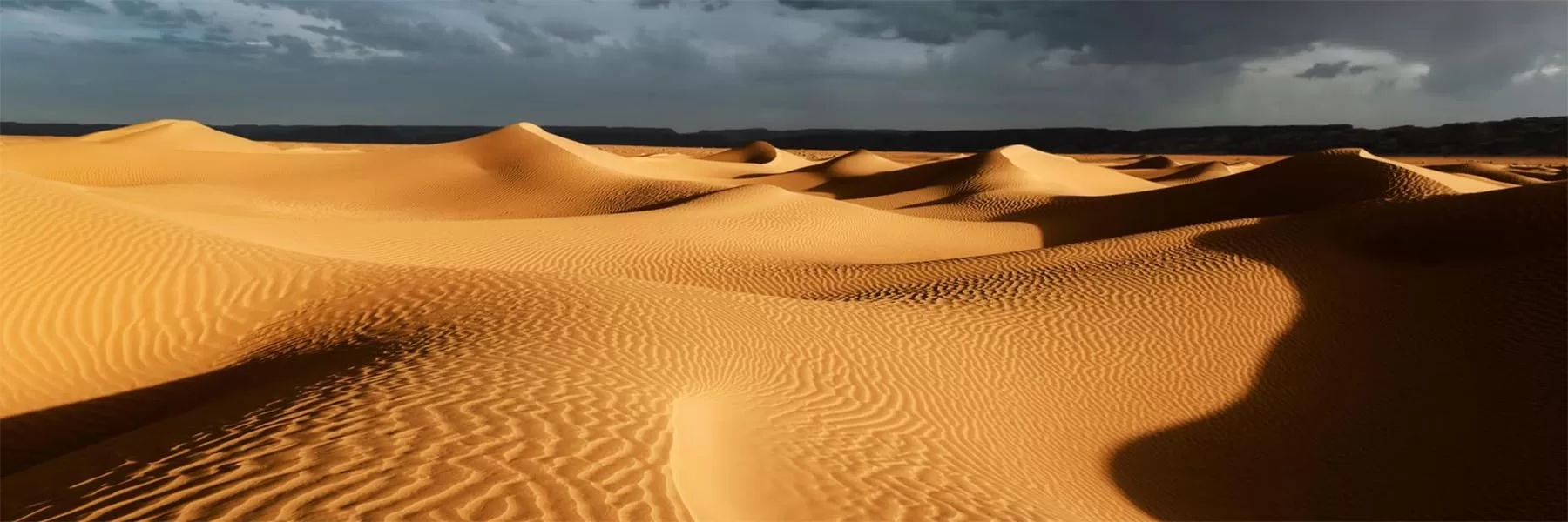 How to see Wildlife of the Sahara Desert