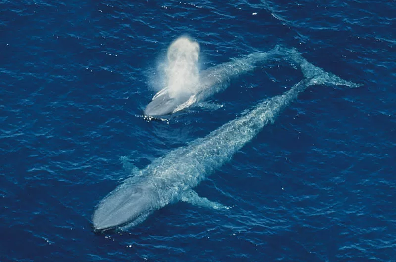 Migration pattern of blue whales