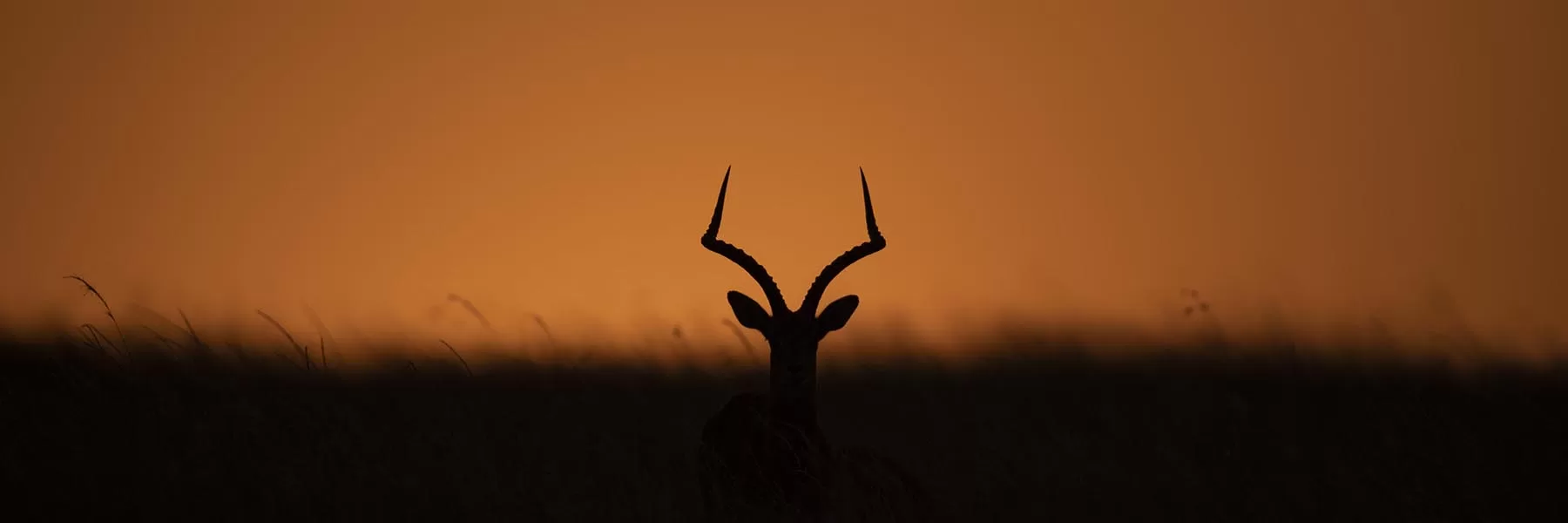 Safari shooting tips in Africa