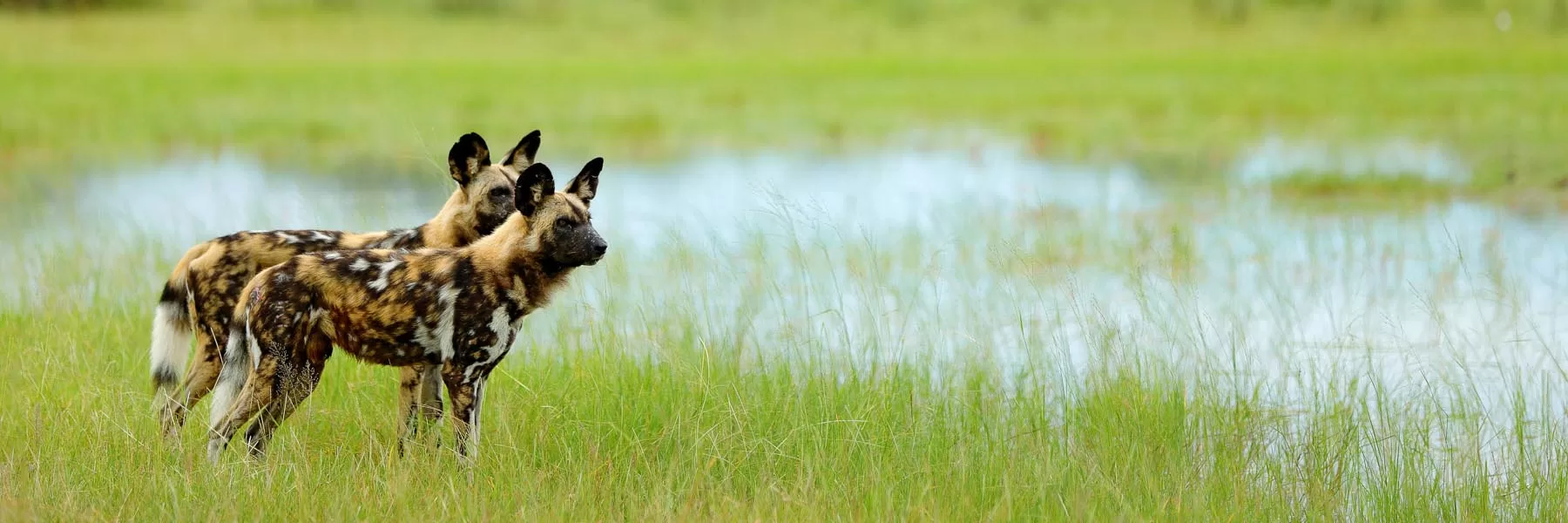 Where to see wild dogs in Africa