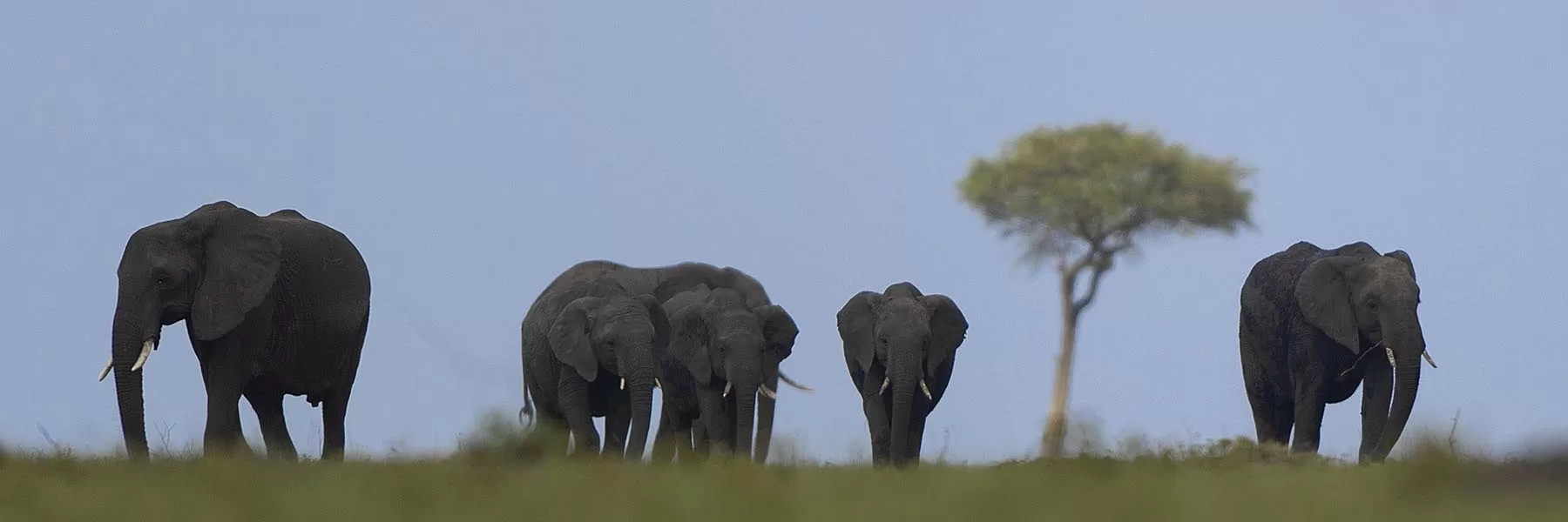 Best places to see elephants in Africa