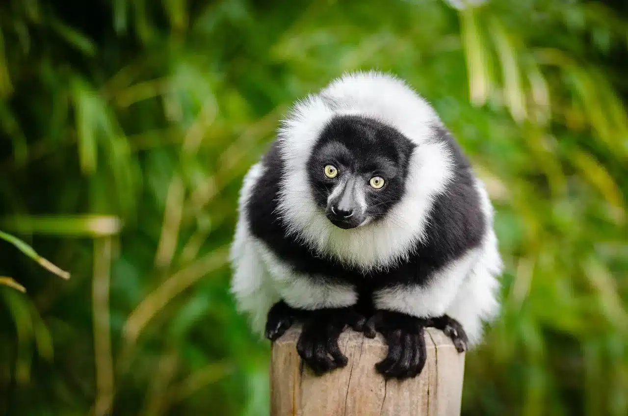 Biodiversity of Madagascar