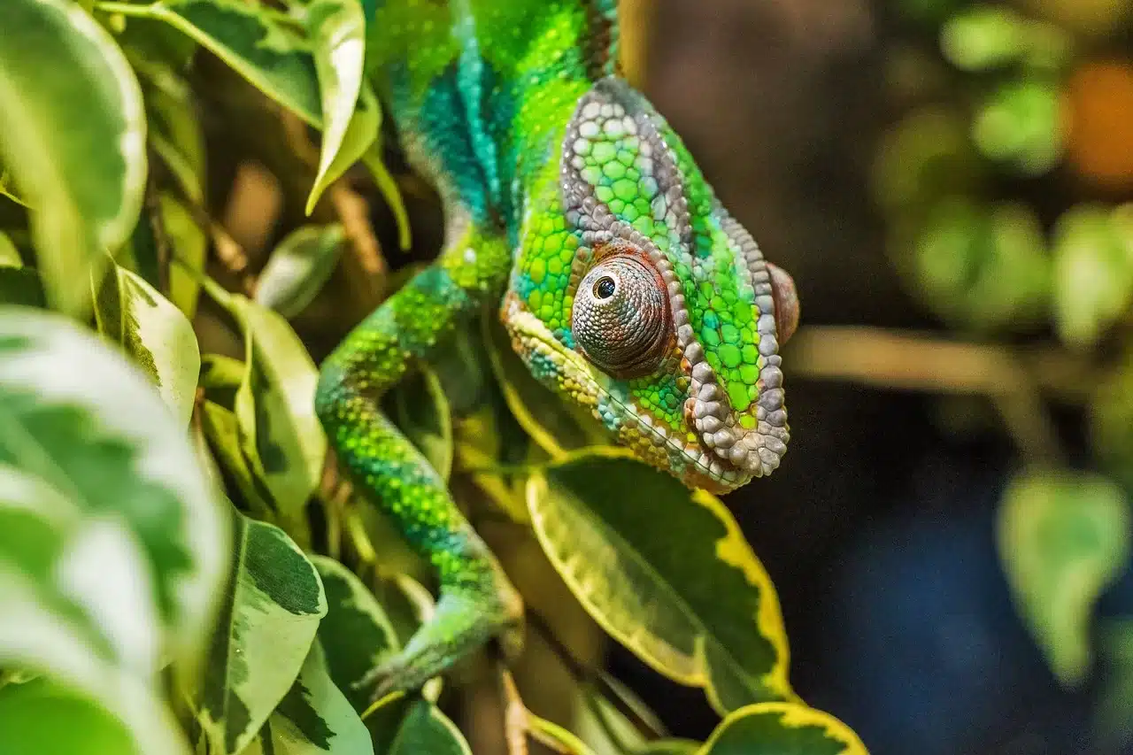 Endamic species of madagascar