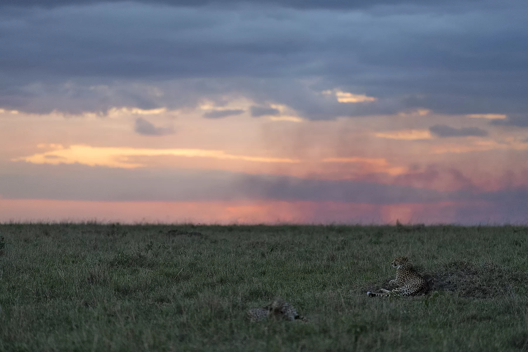 Top Tips For an Unforgettable Kenya Safari