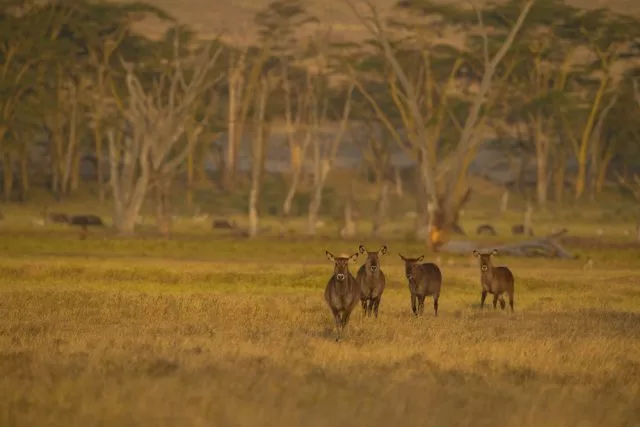 perfect blend of wildlife in lake nakuru national park