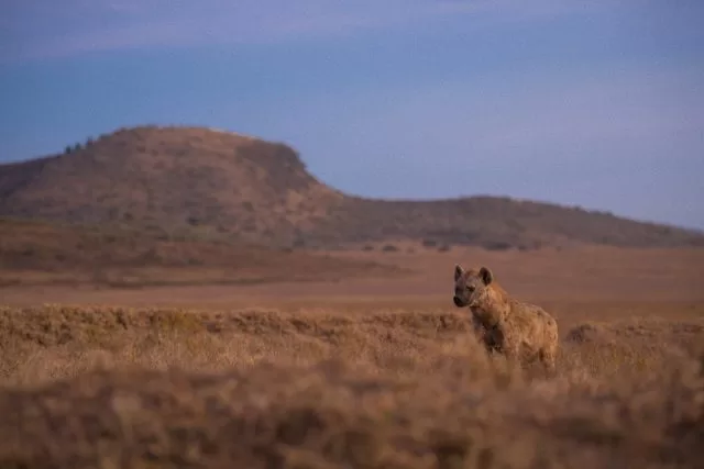 captured hyena in lake nakuru national park