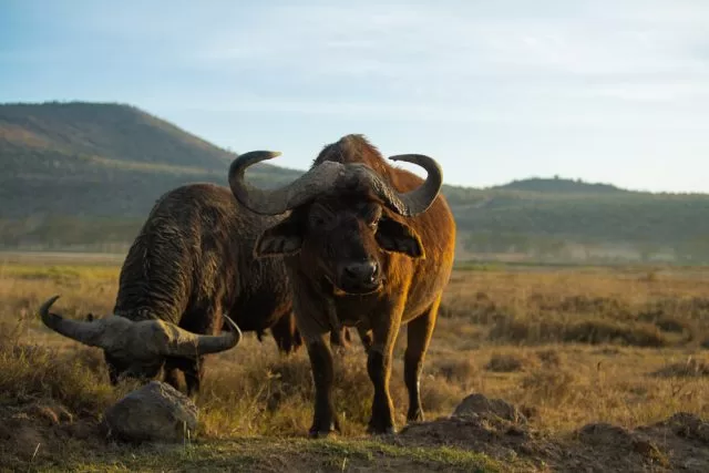 giant buffalo in lake nakuru national park