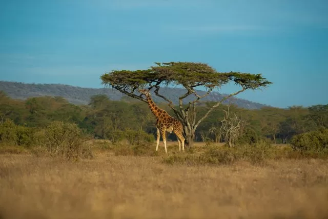 watching giraffe in lake nakuru national park 