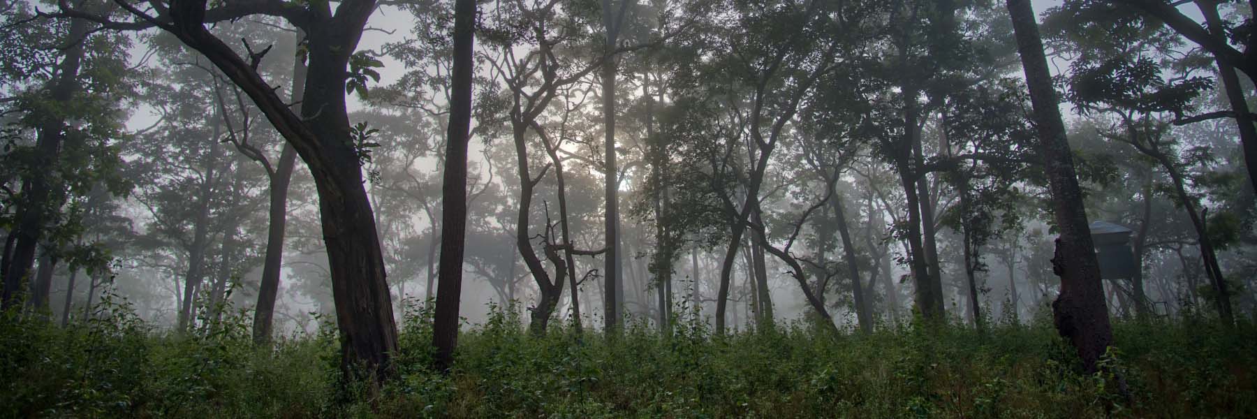 Visit the most exotic forests around the world 
