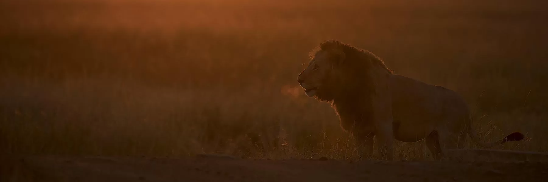 Lion safari in africa