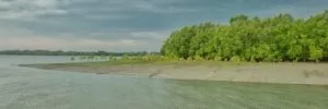 Visit the best Mangrove forests in the world