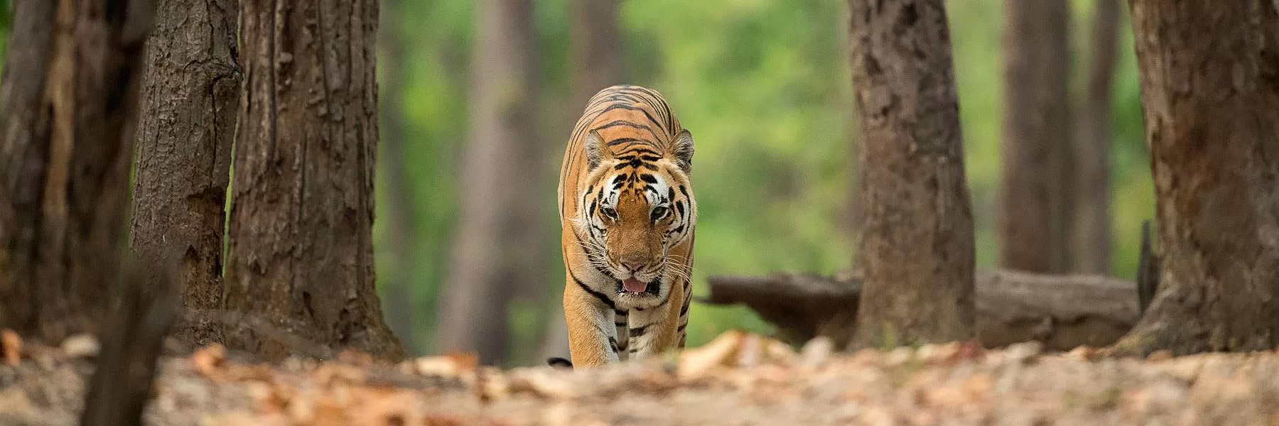 Tiger safaris in India