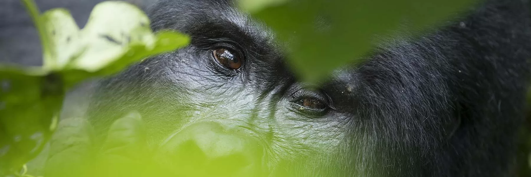 Uganda Tour Packages 