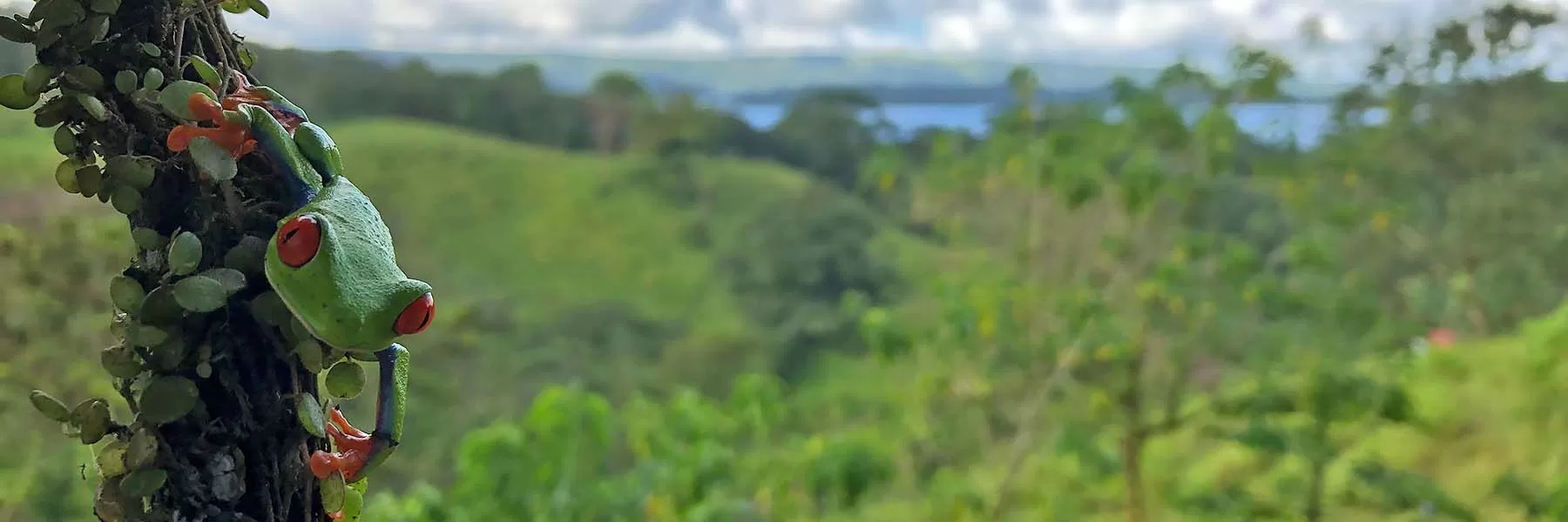 birding tours to costa rica