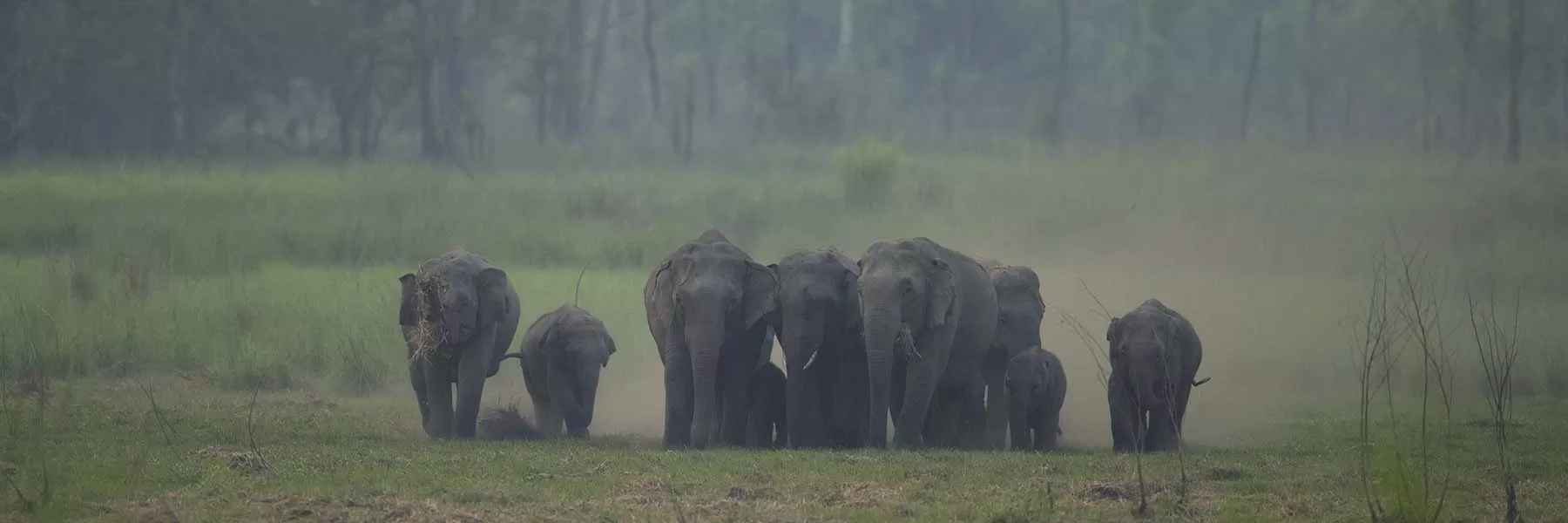 Elephant safaris in India and Africa