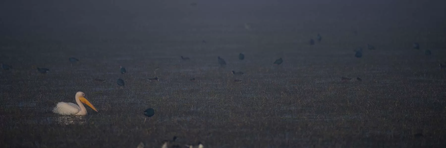 wetlands of the world