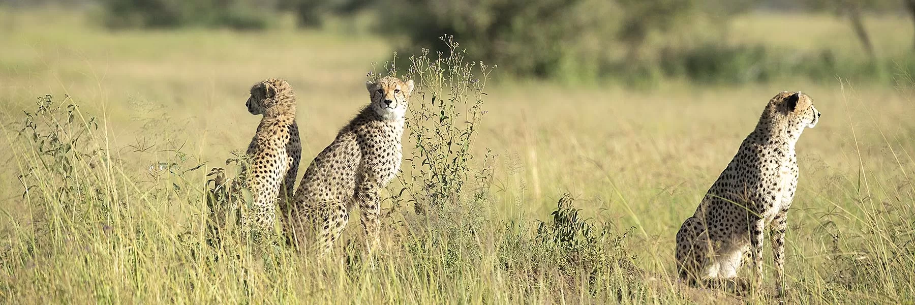 Tarangire National safaris