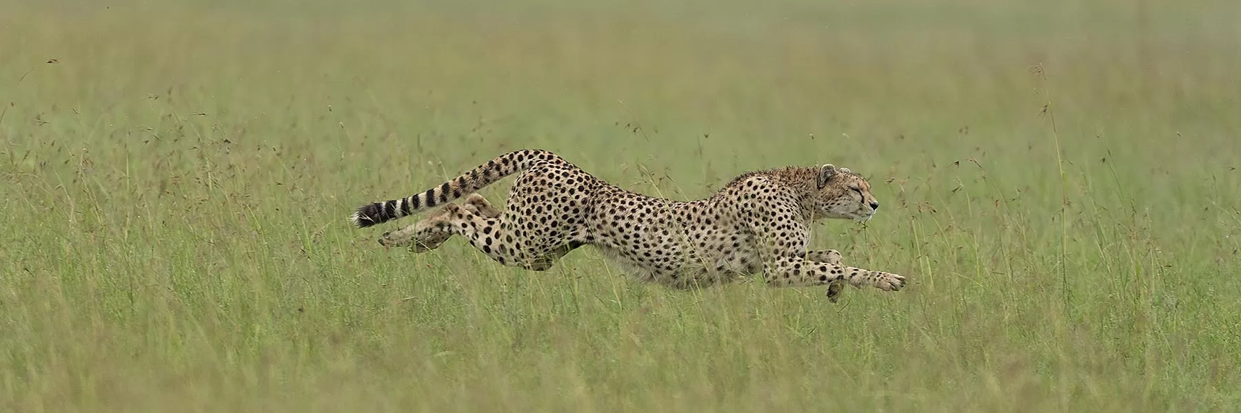Ngorongoro Tour