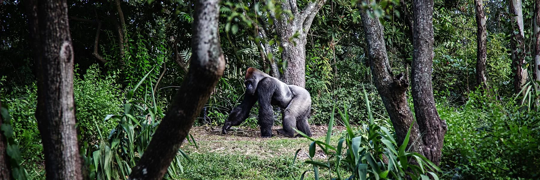 Bwindi Impenetrable National Park gorilla