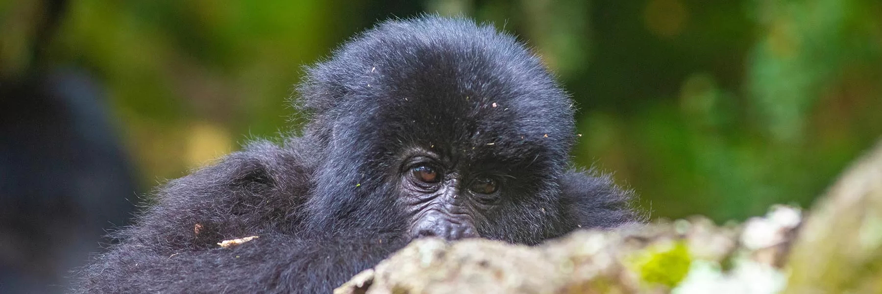 Rwanda gorilla trek